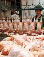 Россельхознадзор нашел листерию в украинском мясе