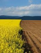 Рада еще на год продлила мораторий  на продажу земли