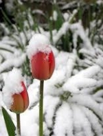 Из-за непогоды в школах Кременчуга, Запорожья и Херсона приостановили обучение