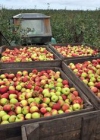 Россельхознадзор недоволен польской продукцией