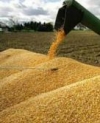 Украина предложила заменить Россию на турецком агрорынке
