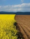 Рада еще на год продлила мораторий  на продажу земли