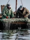 Украинских рыбаков, задержанных ФСБ в Азовском море, освободили — депутат