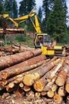 Украина и ЕС вышли на новый этап спора относительно леса-кругляка