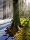 Метеорологи прогнозируют теплую зиму