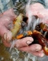 Расследование по "янтарной мафии" Ровенщины окончено