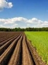 Минагрополитики предлагает снизить ставку НДС до 14% на все виды сельхозпродукции