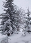 Карпаты засыпает снегом (фото, видео)