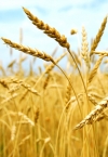 Украина поставила антирекорд по поставкам продукции АПК в ЕС