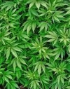 В Верховной Раде готовят законопроект о легализации марихуаны