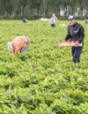 В Финляндию прибыл первый чартер с сезонными работниками из Украины
