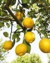 Турция ограничила экспорт лимонов из-за коронавируса