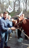 Ляшко привел под Кабмин коров