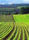 РАДА ПРИНЯЛА ЗАКОН О РЫНКЕ ЗЕМЛИ