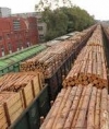 Гройсман обещает отчет о борьбе с контрабандой леса уже в сентябре
