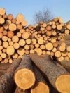 Глава экологического комитета Рады солгал о запрете вырубки лесов – СМИ