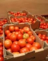 Украина исчерпала квоты на экспорт ряда продуктов в ЕС