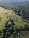 Бороться с вырубкой лесов Гройсман собирается с помощью аэрофотосъемки